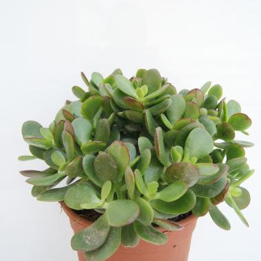Crassula portulacea minor
